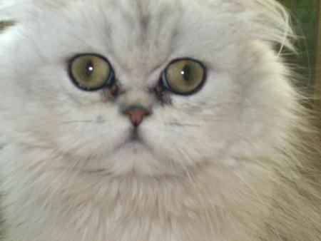mon minou